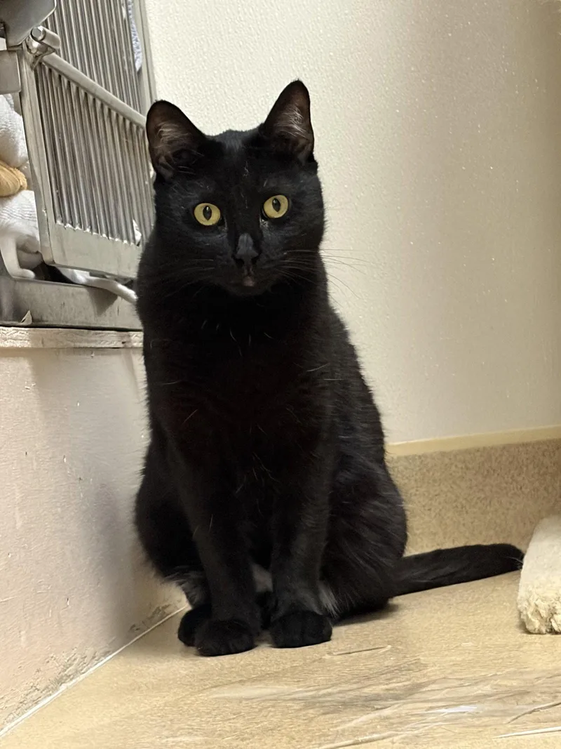 An adult medium-sized female Black Domestic Short Hair cat named Midnight for adoption in Brick, NJ