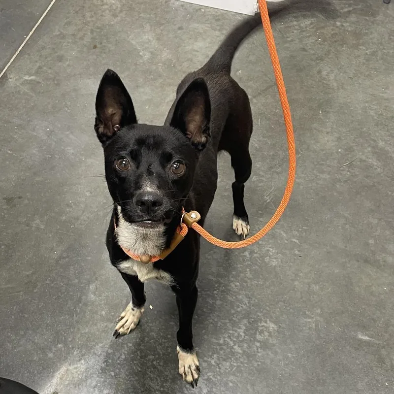 A young small-sized male Black Mixed Breed dog named Danny for adoption in Dickinson, TX