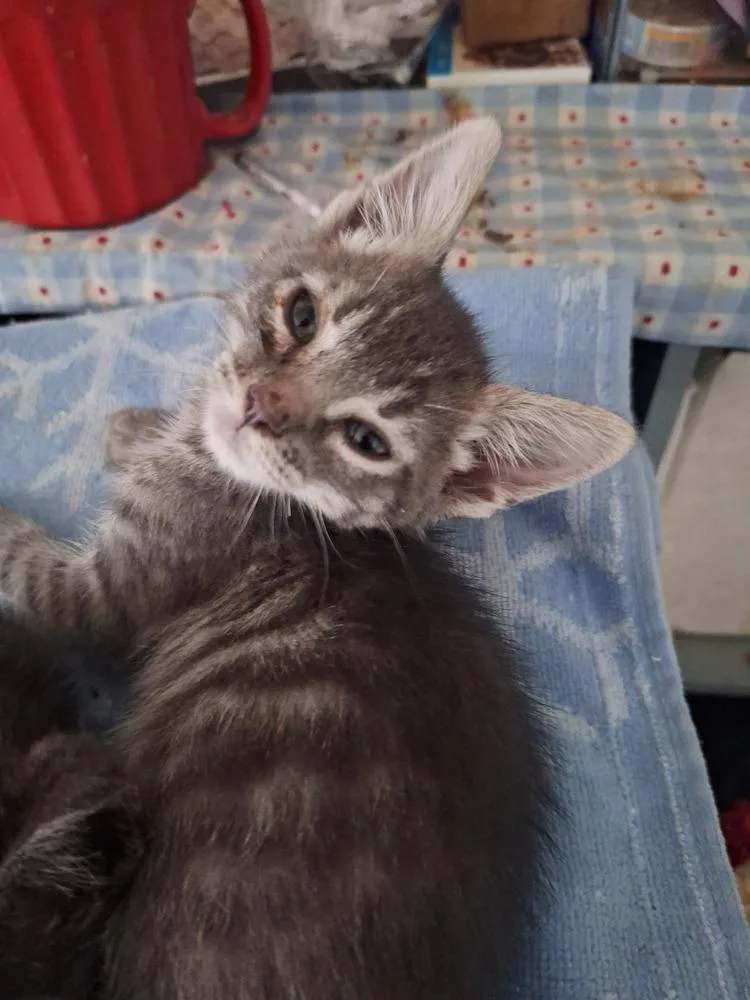 A baby small-sized male Gray / Blue / Silver Domestic Short Hair cat named Laughlin for adoption in Lancaster, CA