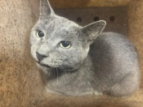 An adult small-sized male Domestic Short Hair cat named Alexander for adoption in San Pedro, CA
