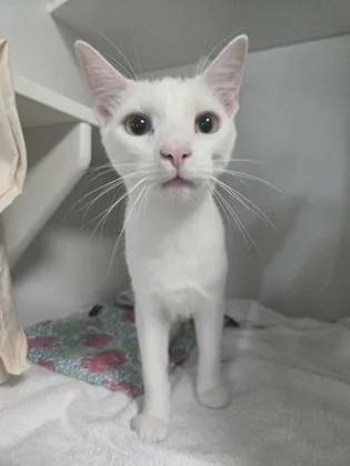 A young small-sized male Domestic Short Hair cat named Cotton for adoption in Savannah, GA