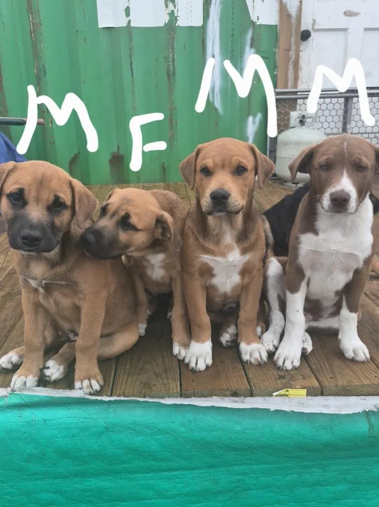 Courtesy Listing  Puppies