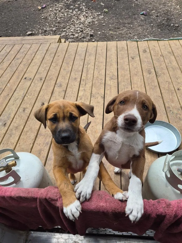 Courtesy Listing  Puppies thumbnail 2
