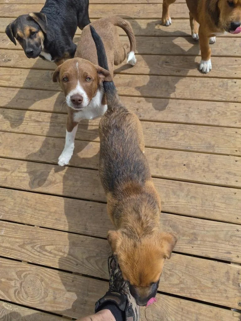 Courtesy Listing  Puppies thumbnail 3