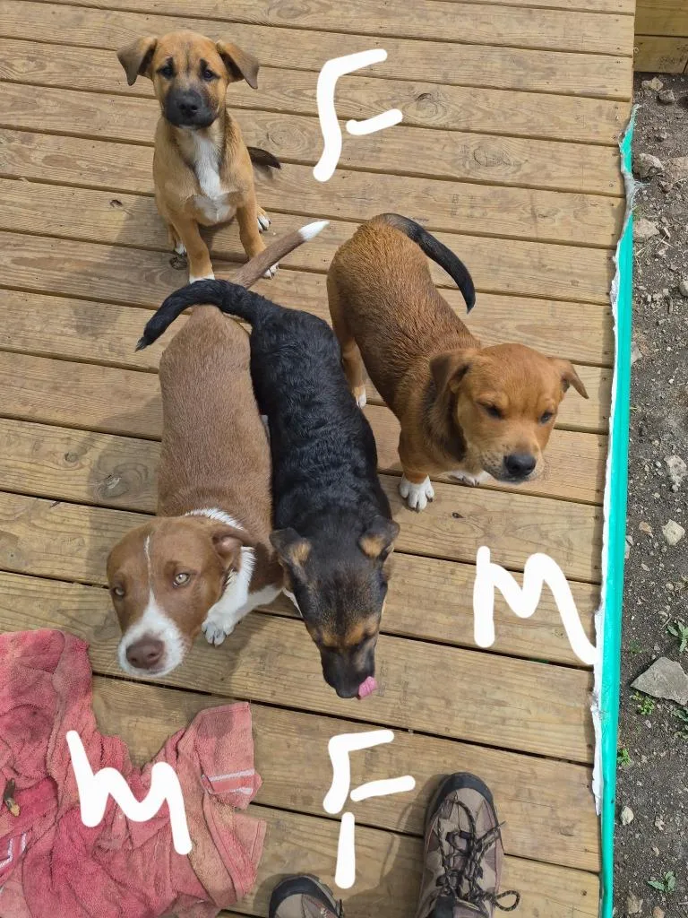 Courtesy Listing  Puppies thumbnail 4