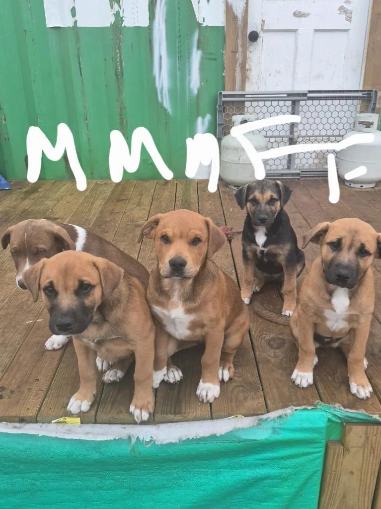 Courtesy Listing  Puppies thumbnail 5
