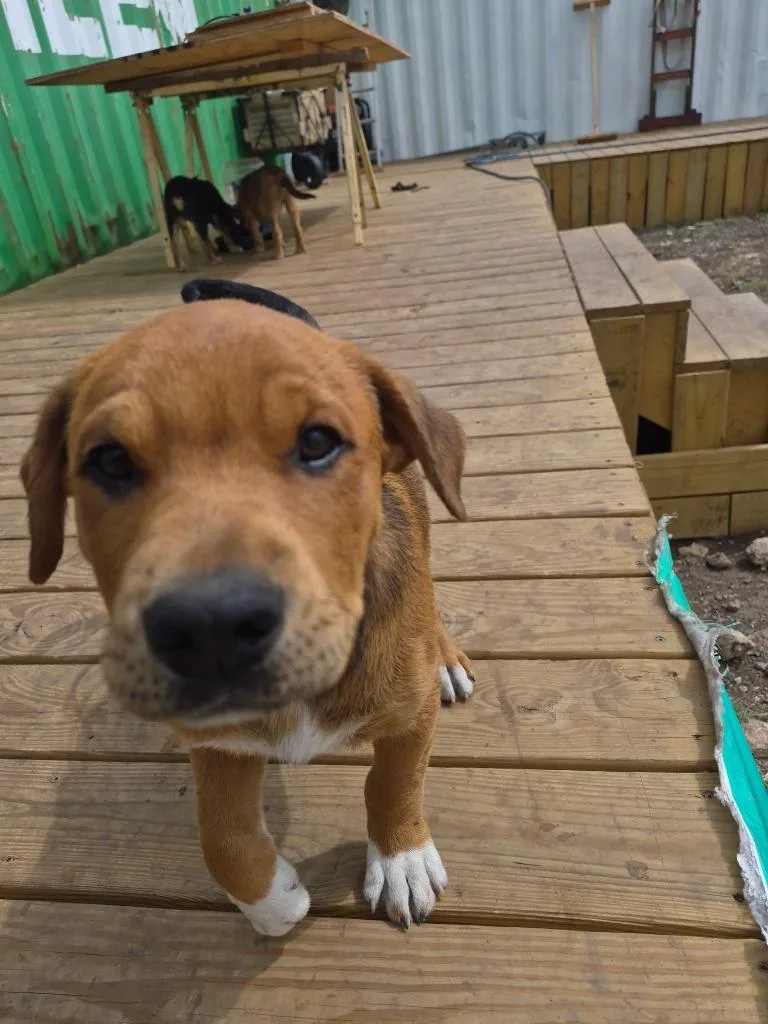 Courtesy Listing  Puppies thumbnail 6