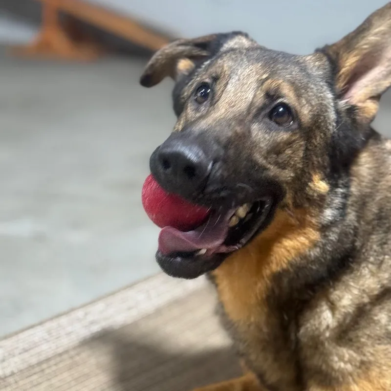 An adult large-sized male German Shepherd Dog dog named Richard for adoption in Tallulah, LA