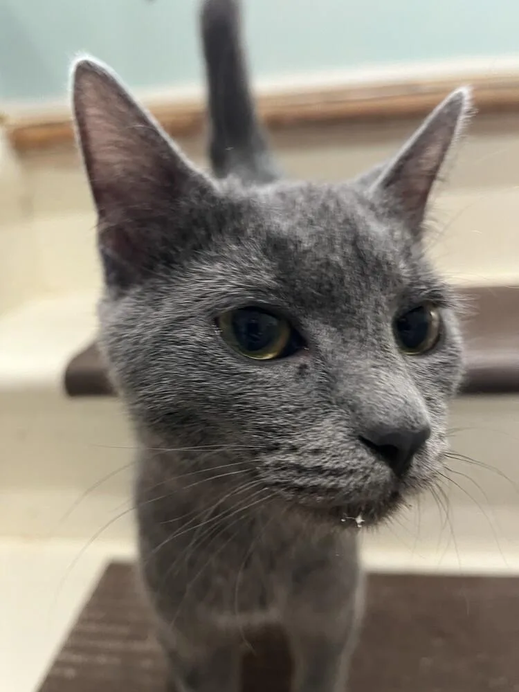 Gandalf The Gray S. thumbnail 2