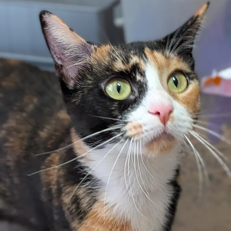 An adult medium-sized female Calico Domestic Short Hair cat named Liberty for adoption in Birmingham, AL