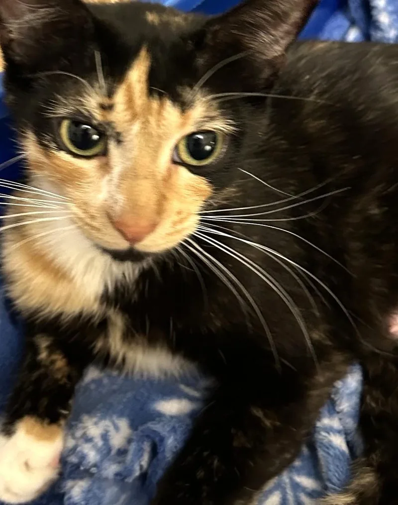 Lucy thumbnail 2