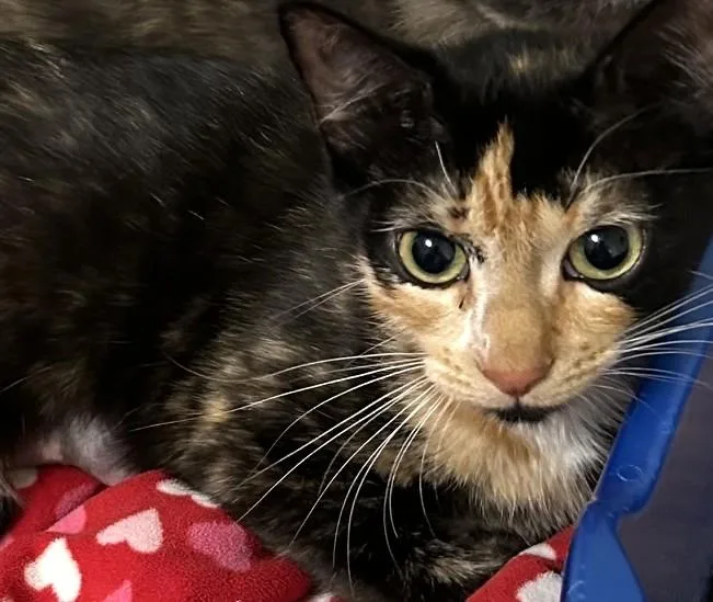 Lucy thumbnail 5