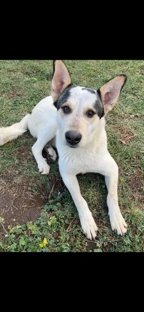 An adult large-sized male Siberian Husky dog named Tito for adoption in Lodi, CA
