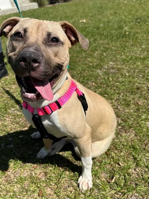 A young medium-sized female Mixed Breed dog named Juniper for adoption in Jacksonville, FL