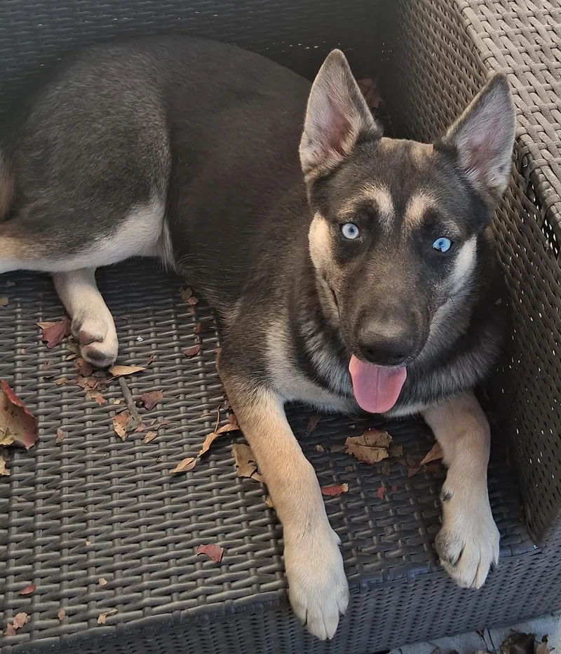 A baby large-sized female Husky dog named Addie Super sweet for adoption in Houston, TX