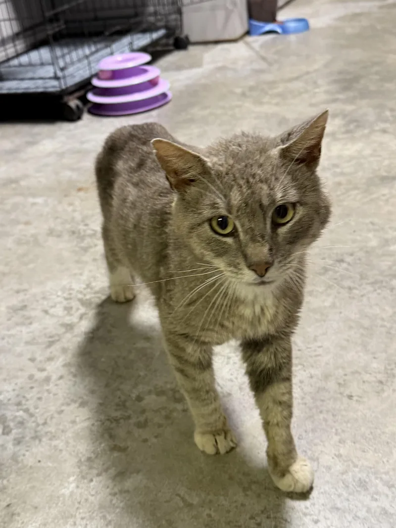 An adult large-sized male Tabby (Gray / Blue / Silver) Domestic Short Hair cat named Thunder for adoption in Grove, OK