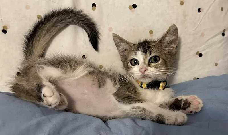 A baby medium-sized male Gray & White Domestic Short Hair cat named Niven for adoption in Fresno, CA