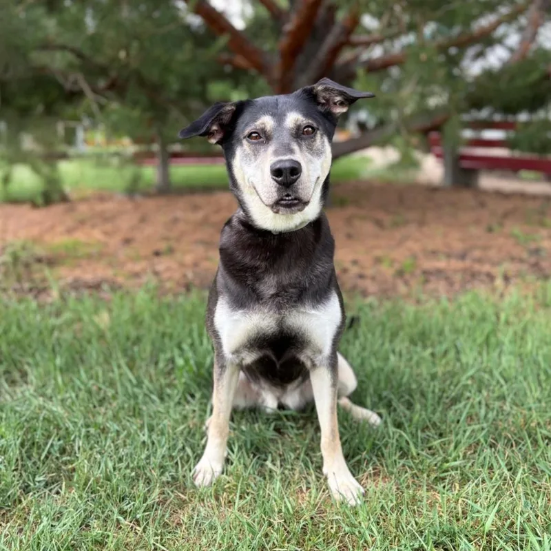 Sybil