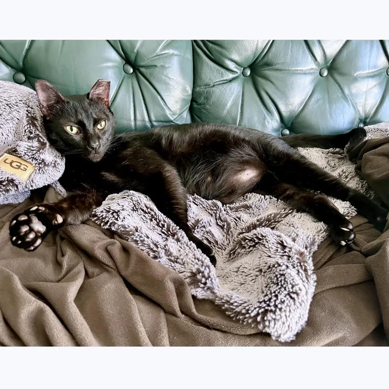 A senior large-sized male Black Domestic Short Hair cat named Faulkner for adoption in Austin, TX