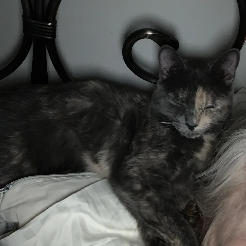 Veronica thumbnail 2