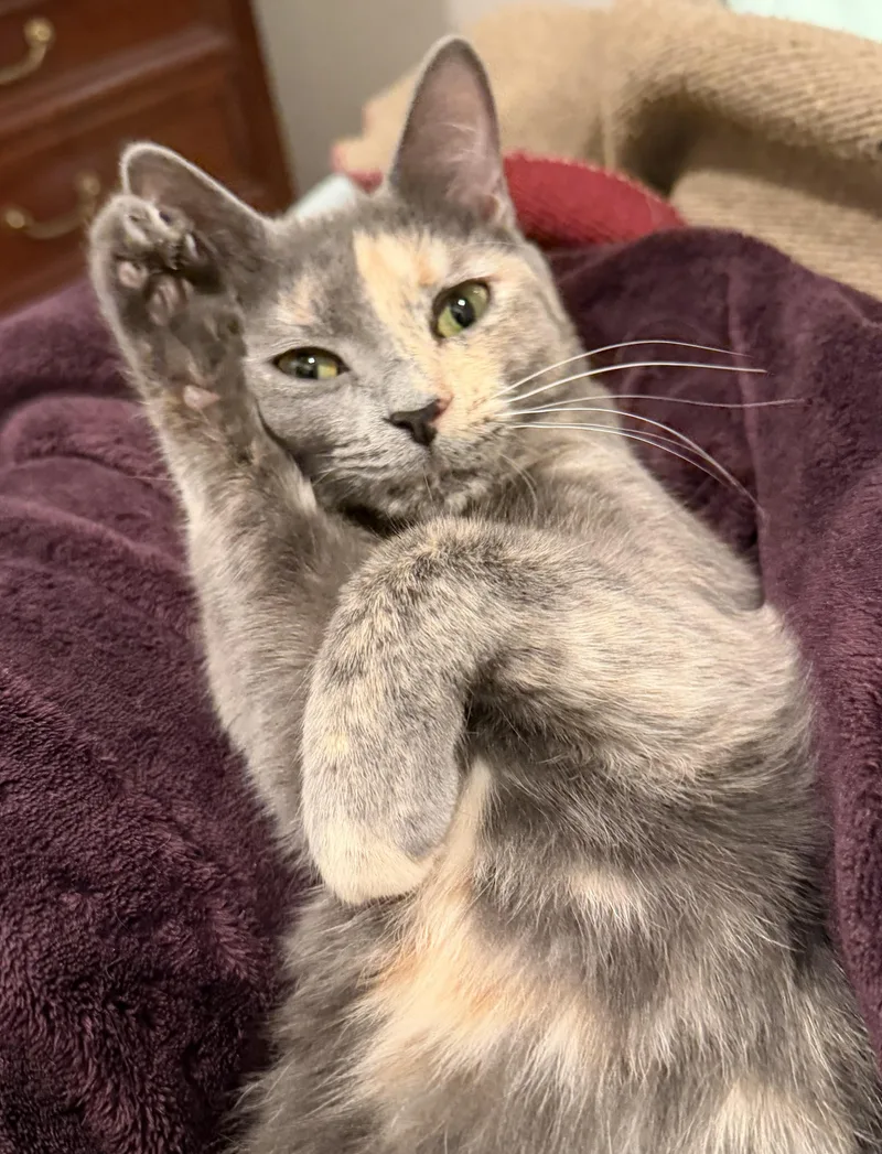 Veronica thumbnail 3