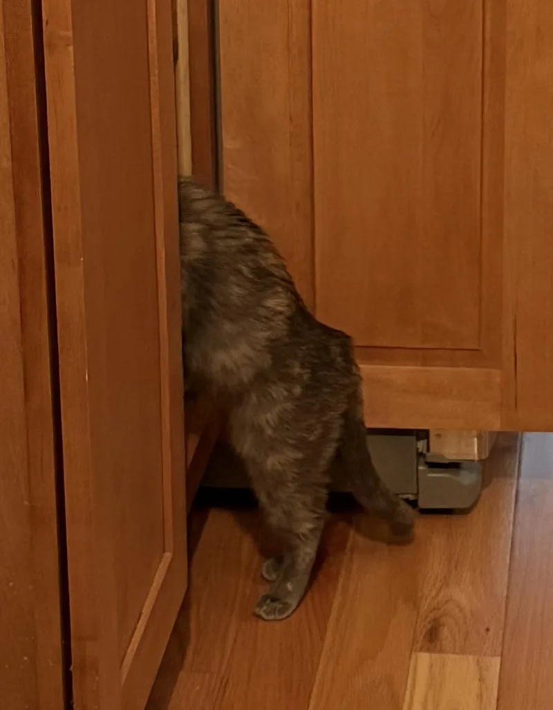 Veronica thumbnail 4