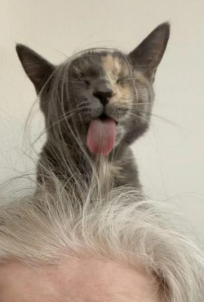 Veronica thumbnail 5