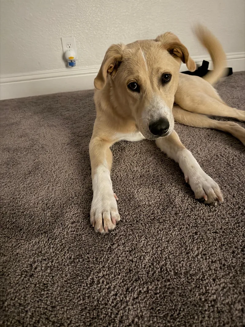 A young medium-sized female Golden Retriever dog named Josey for adoption in Frisco, TX