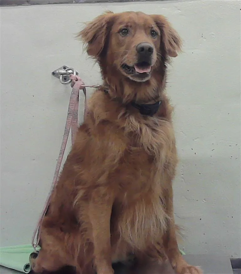 An adult large-sized male Golden Retriever dog named Moose for adoption in Houston, TX