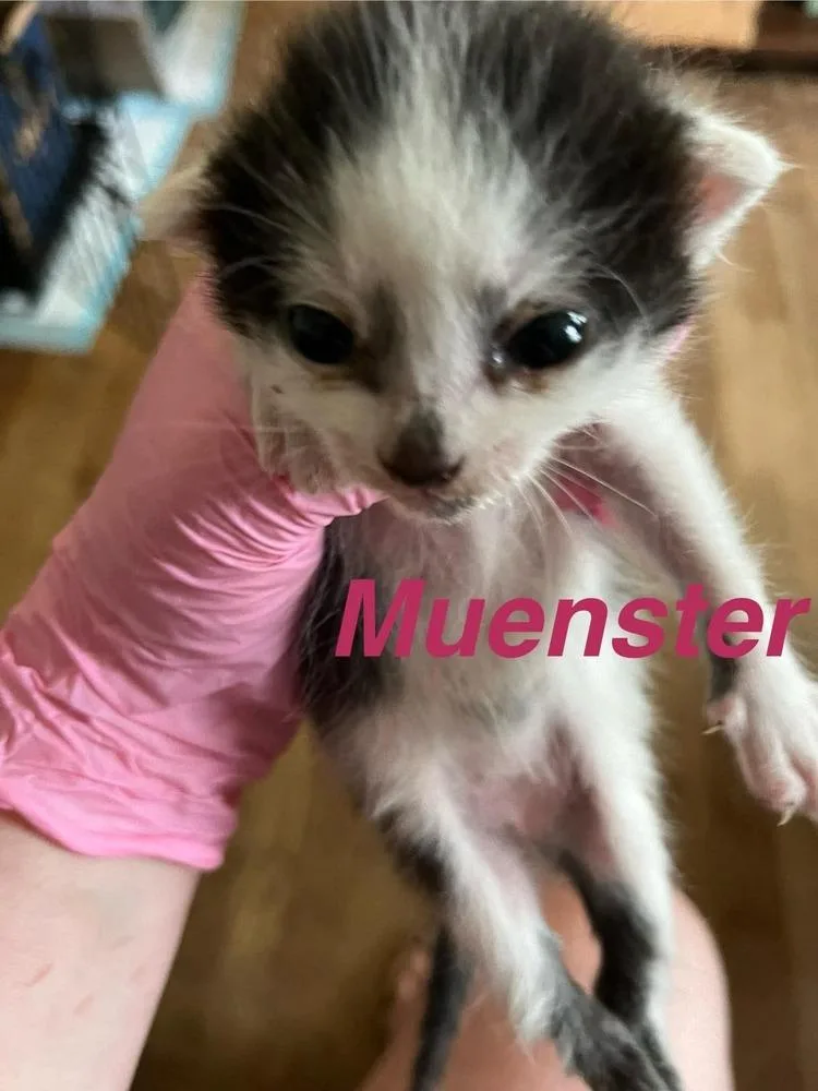 A baby small-sized female Black & White / Tuxedo Domestic Short Hair cat named Muenster for adoption in Virginia Beach, VA
