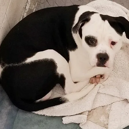 Bully Great Dog thumbnail 2