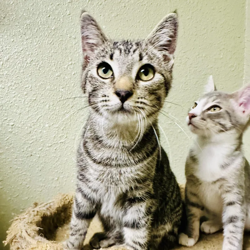 A baby medium-sized male Tabby (Gray / Blue / Silver) Tabby cat named Freddo for adoption in Sacramento, CA