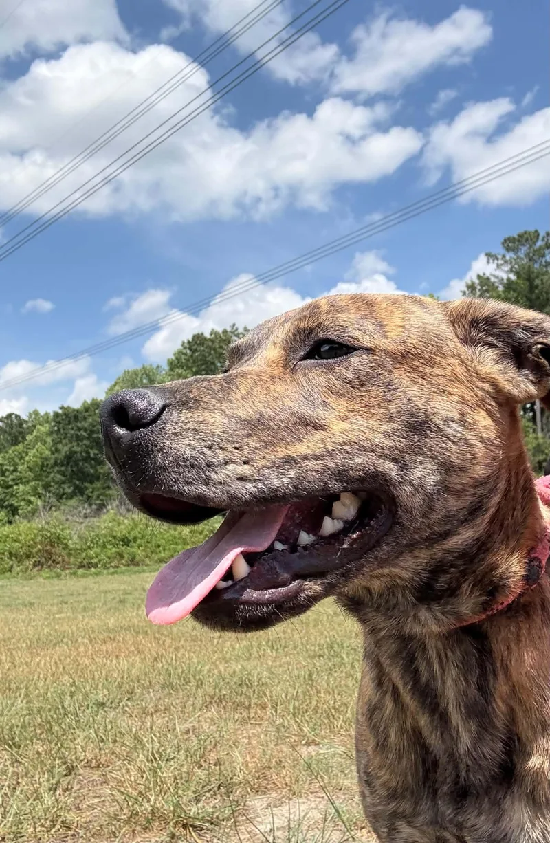 A young medium-sized male American Staffordshire Terrier dog named Tank for adoption in Holly Springs, NC