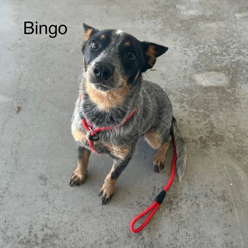 Bingo thumbnail 3