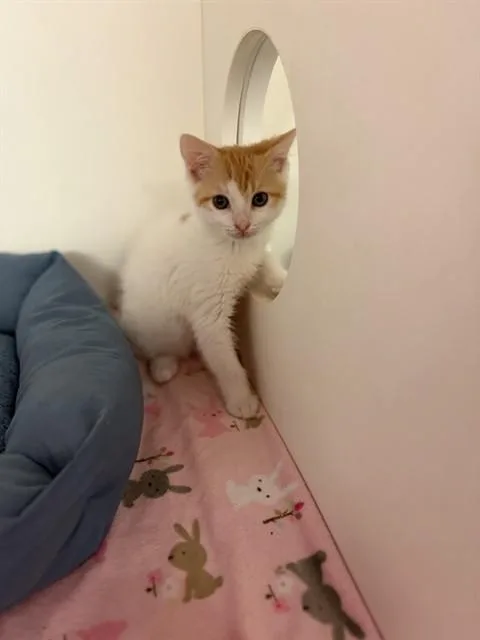 A baby small-sized male Domestic Medium Hair cat named Chester for adoption in Sugar Land, TX
