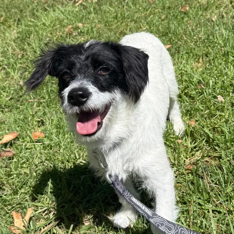 An adult small-sized male White / Cream Jack Russell Terrier dog named Sugarfoot for adoption in San Jacinto, CA