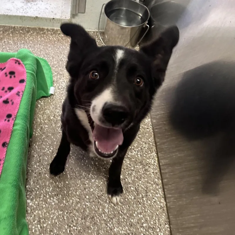 A young medium-sized male Black Cattle Dog dog named Toby Keith for adoption in Kanab, UT