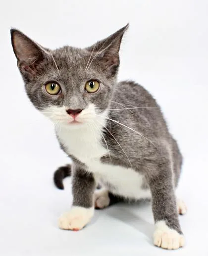 A baby small-sized female Domestic Short Hair cat named Starfire for adoption in Morton Grove, IL