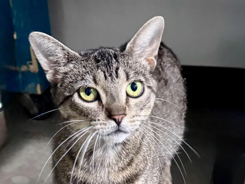 A young small-sized female Domestic Short Hair cat named Tetra for adoption in Powell, OH