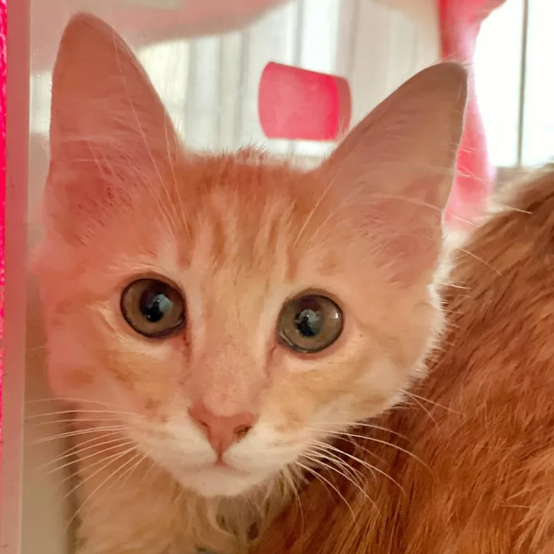 An adult large-sized male Orange / Red Domestic Long Hair cat named Rey for adoption in Santa Barbara, CA