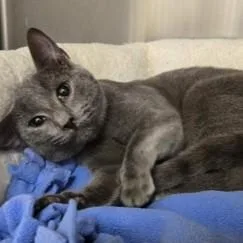 Deputy Price thumbnail 2