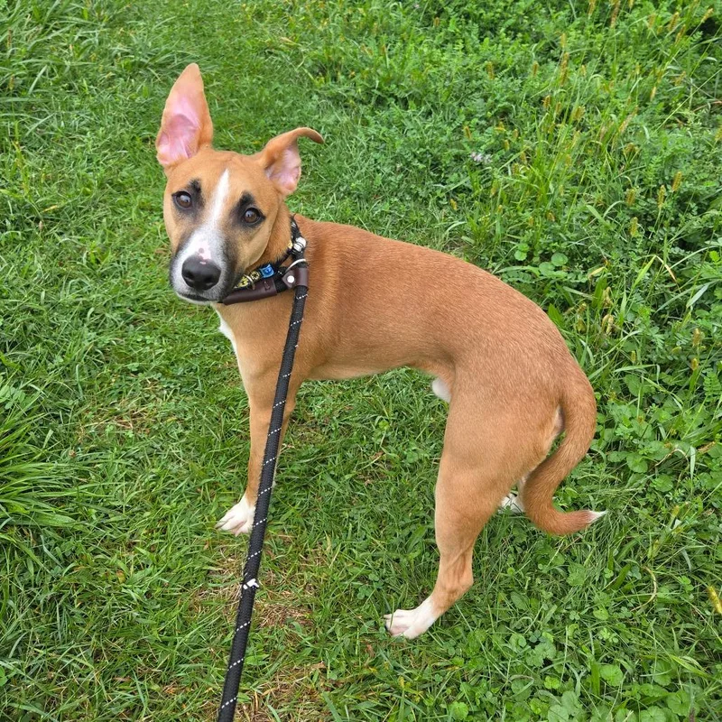 A young medium-sized male Yellow / Tan / Blond / Fawn Mixed Breed dog named Sheriff for adoption in Binghamton, NY