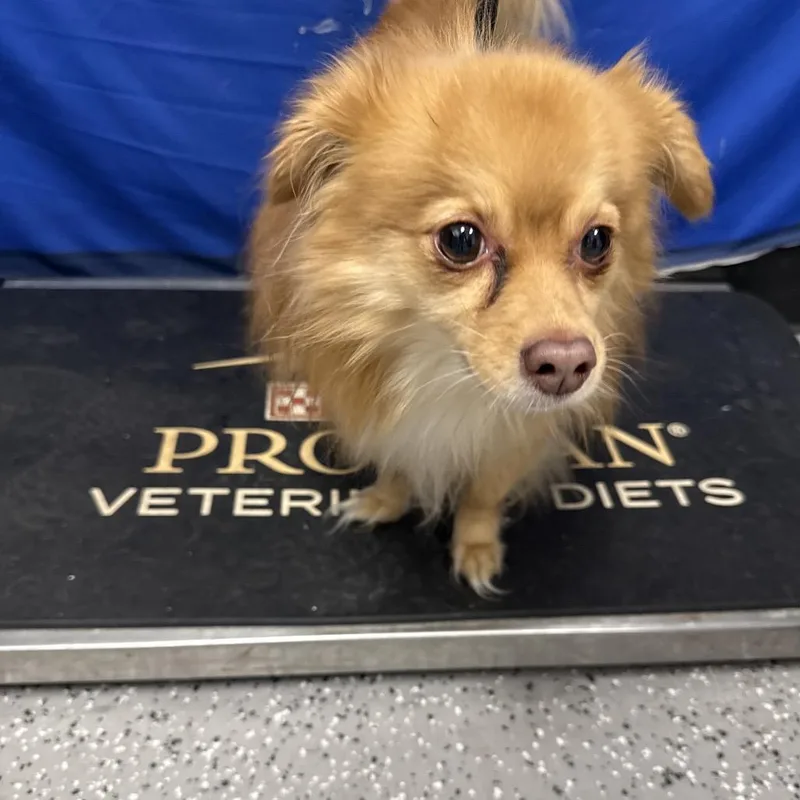 An adult small-sized male Pomeranian dog named HACCStray for adoption in Henderson, NV