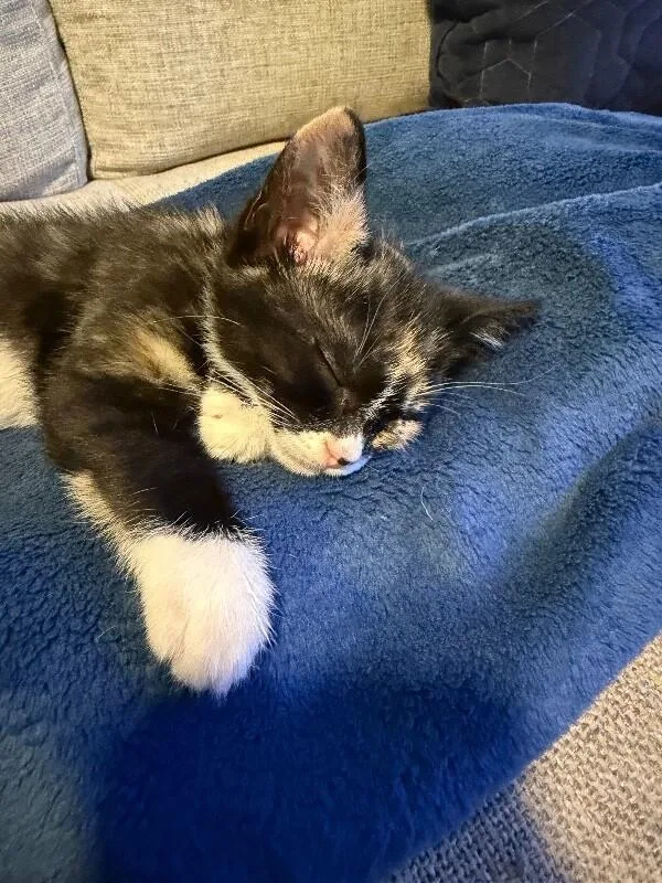 A baby medium-sized female Tortoiseshell Domestic Short Hair cat named Leslie Knope for adoption in Colmar, PA