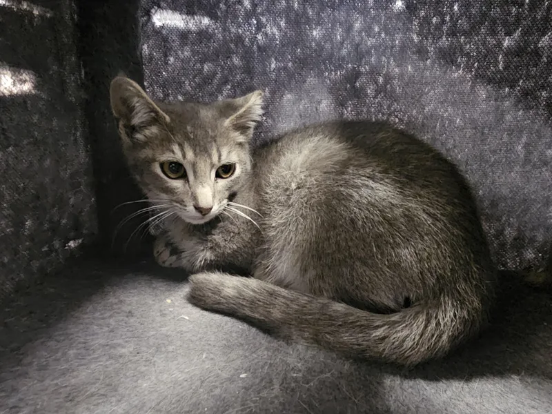 A baby medium-sized male Tabby (Gray / Blue / Silver) Tabby cat named Rodger for adoption in Richmond, VA