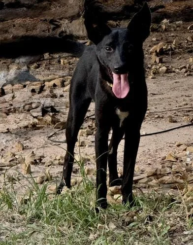 A baby medium-sized female Black German Shepherd Dog dog named Zia for adoption in Liverpool, TX