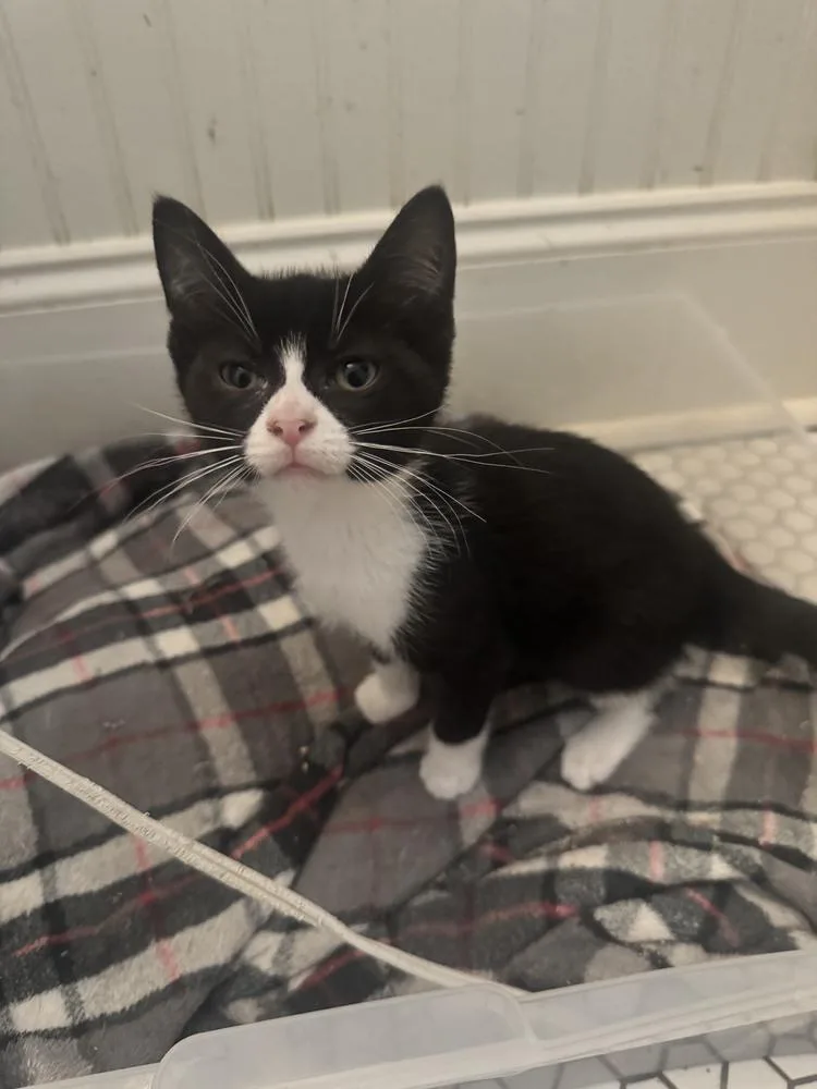 A baby small-sized female Black & White / Tuxedo Domestic Short Hair cat named Meesh for adoption in Wilmington, NC