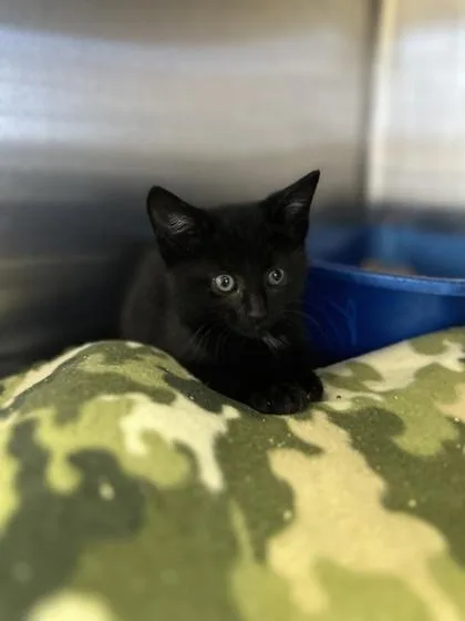 An adult small-sized male Domestic Short Hair cat named Herbie for adoption in St. Anne, IL