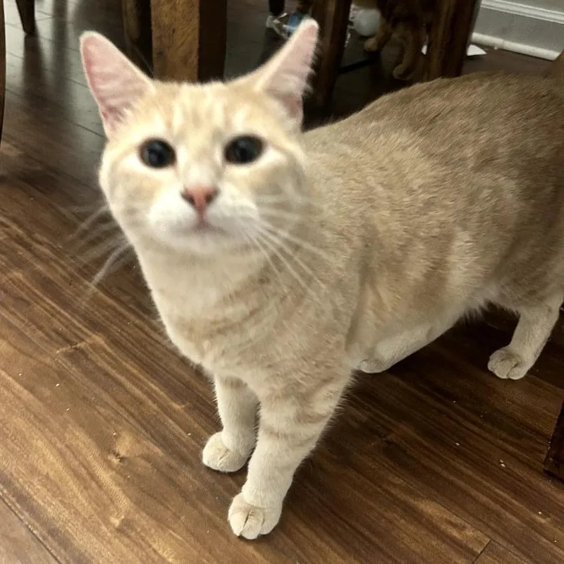 A young small-sized female Buff / Tan / Fawn Domestic Short Hair cat named Peach @PAWZ pet cafe for adoption in Carmel, IN