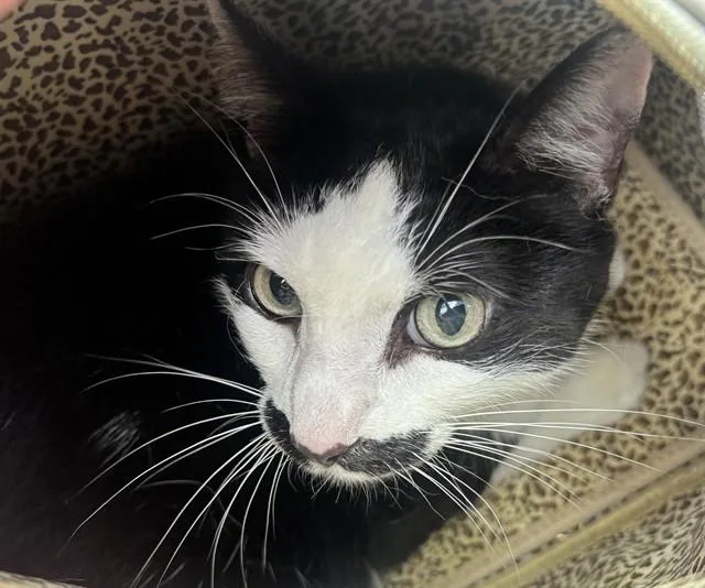 A senior small-sized female Domestic Short Hair cat named Ziva for adoption in Fort Lauderdale, FL